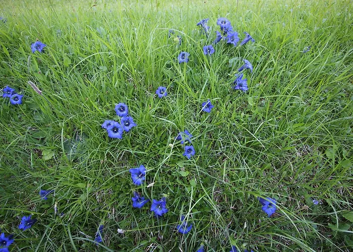 Отель Berghof 3*